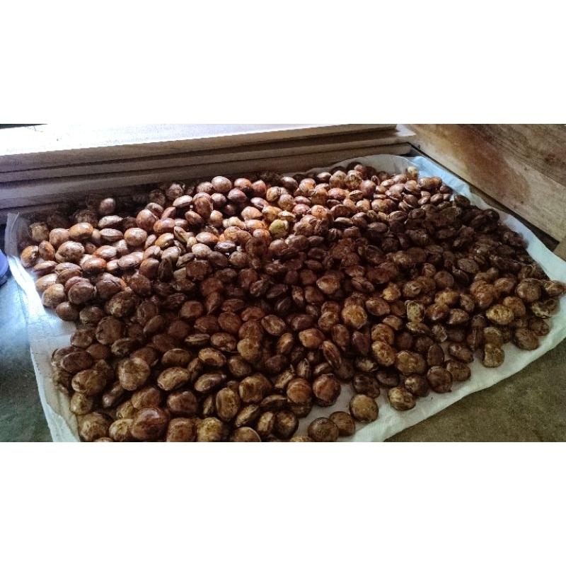 

jengkol super, murah