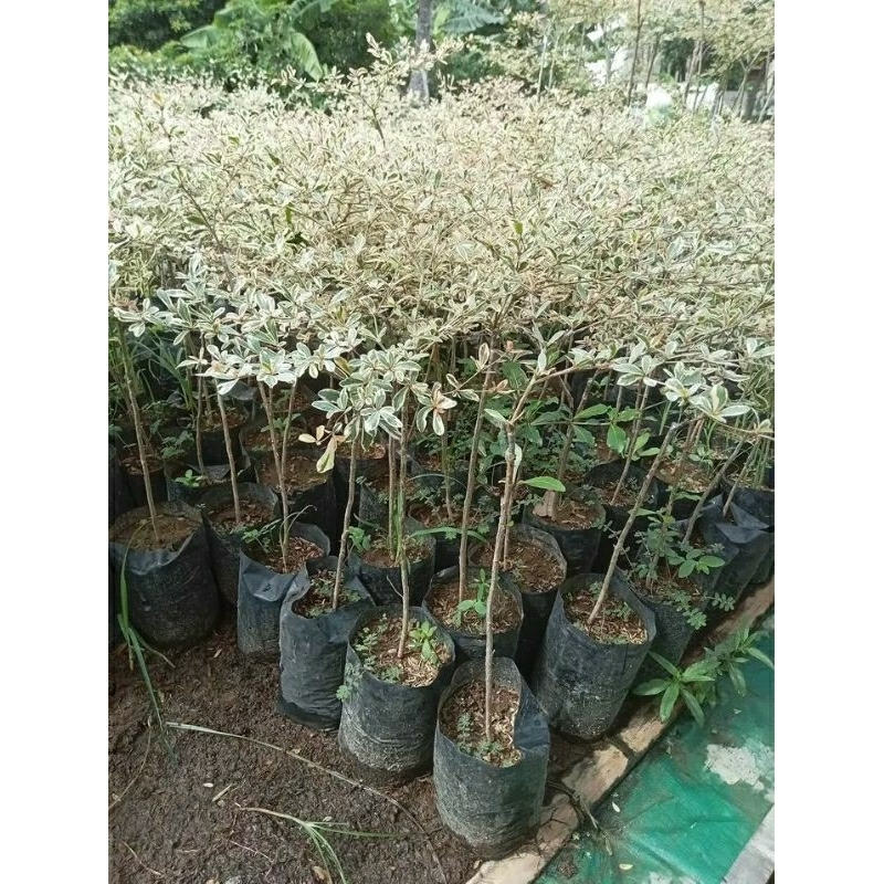 Ketapang Kencana Varigata