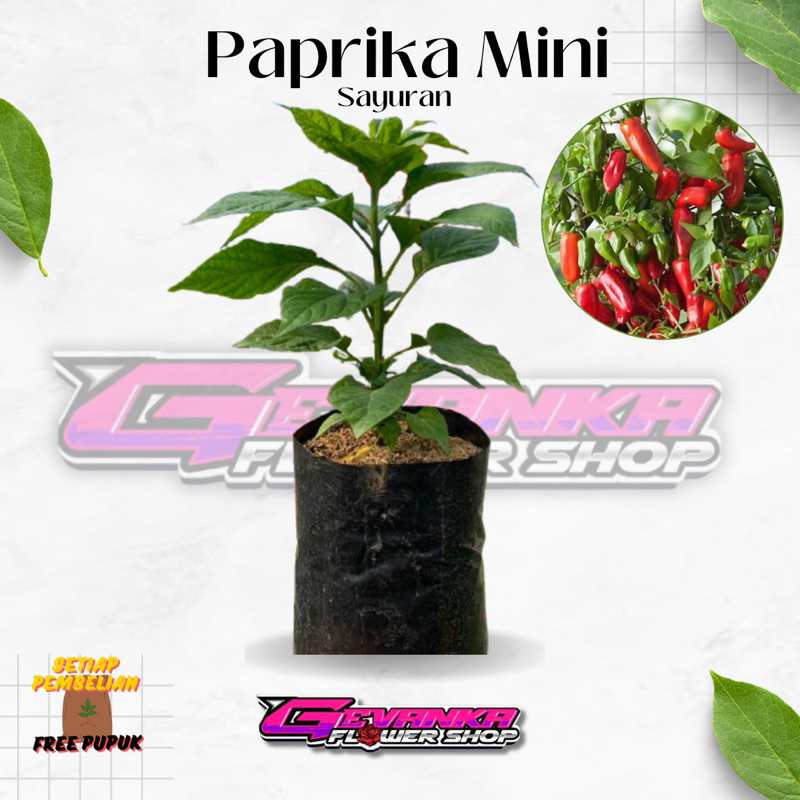 Bibit Tanaman Hidup CABE PAPRIKA - Bibit Pohon Cabai Paprika Reaper Dalam Polibag