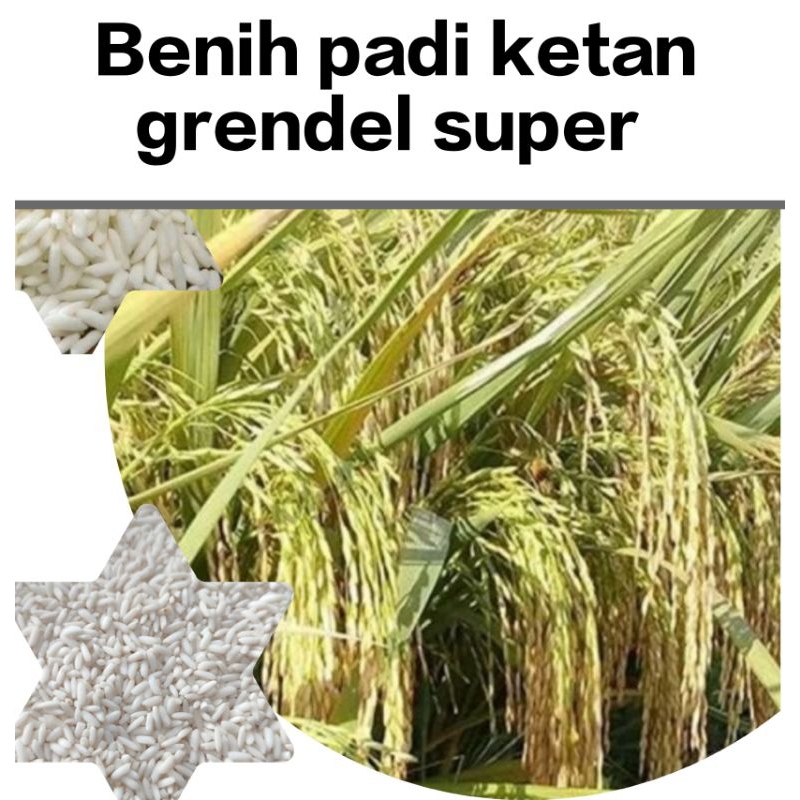 

MURAH !! 2 KG PADI KETAN PUTIH GRENDEL SUPER BERKWALITAS