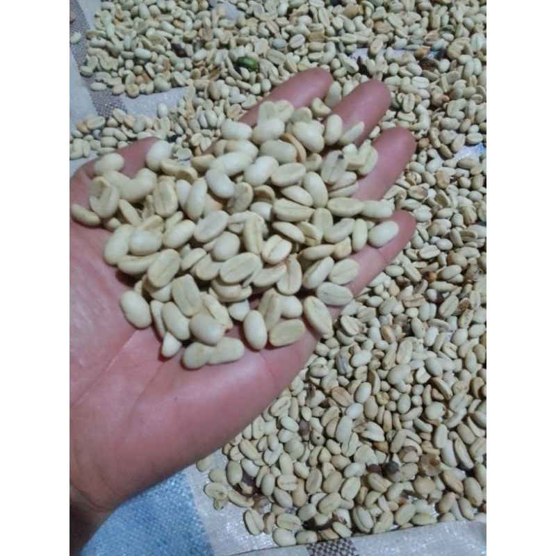 

bibit biji kopi ateng arabika sidikalang 1 kg