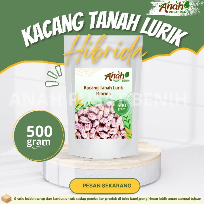 

Kacang Tanah Lurik Hibrida 500 gram / Kacang Batik Super / Lurik Madu / Anah Pusat Benih