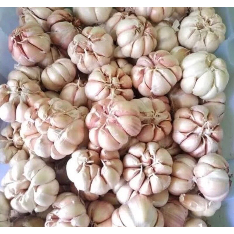 

bawang putih fresh import/honan sinco