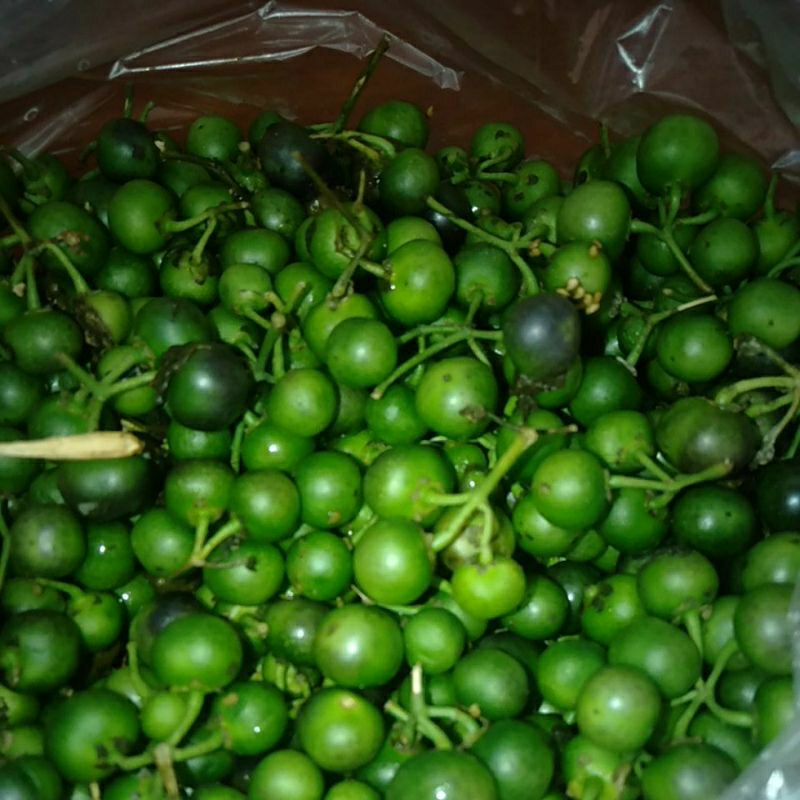 

SAYUR LEUNCA RANTI LUMAI LENCA Segar 500gt