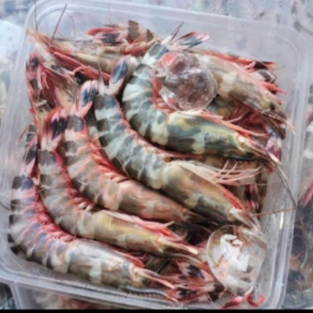 

Udang windu Tiger 1kg