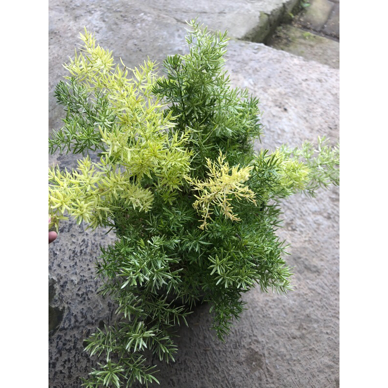 Asparagus aethiopicus( krisdoren varigata)