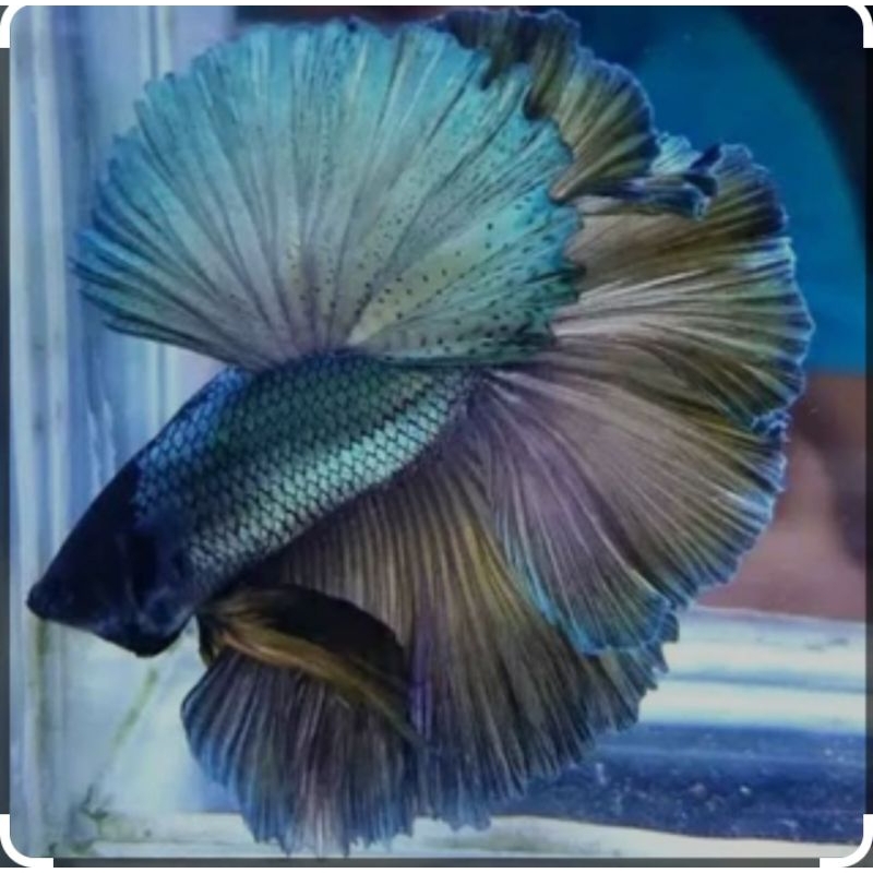 Cp Halfmon rostail Cooper