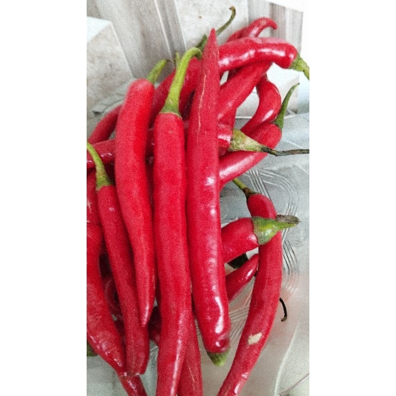 

MURAH Cabe merah besar fresh /kg