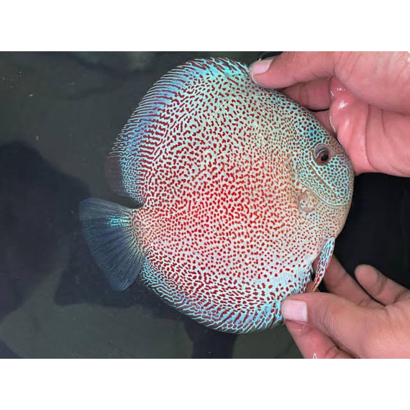 discus blue Scorpions 2cm