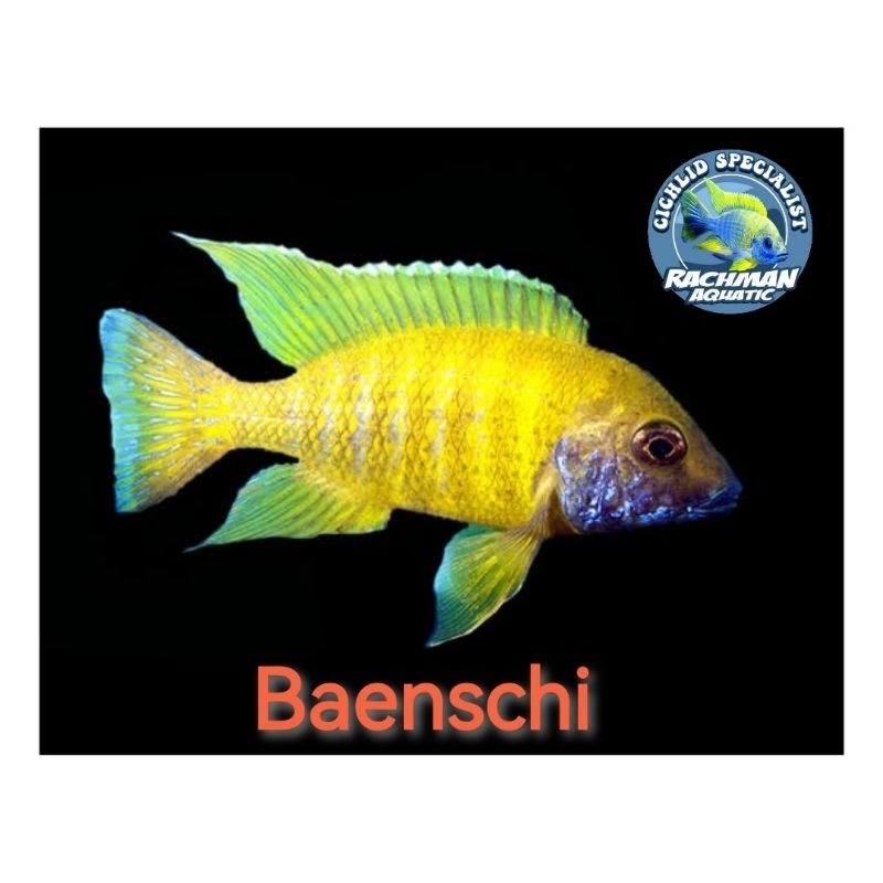Baenschi Cichlid (Aulonocara Baenschi Benga)