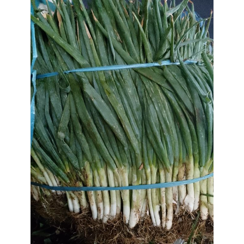 

Daun bawang 500 gram