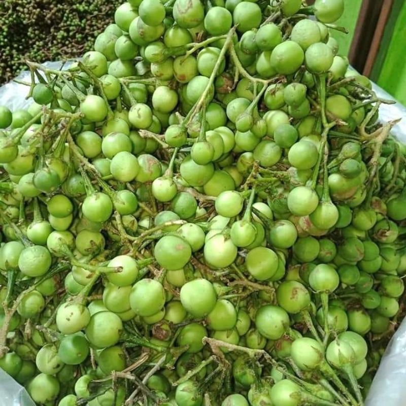 Rimbang/Tekokak Khas Medan 250gr