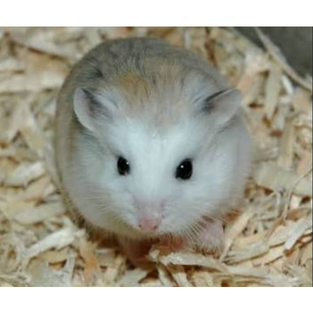 hamster roborovski hamster roborovski bandung