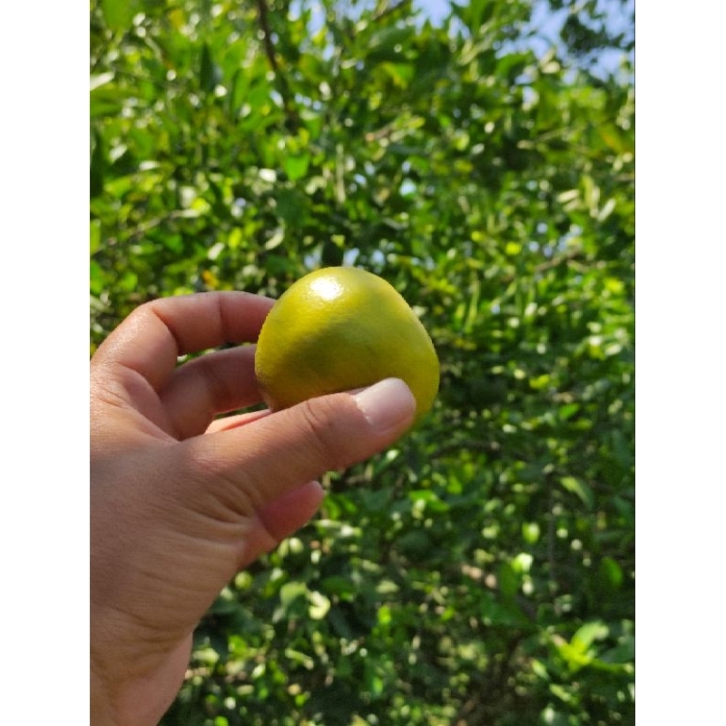 

Jeruk Segeran Indramayu