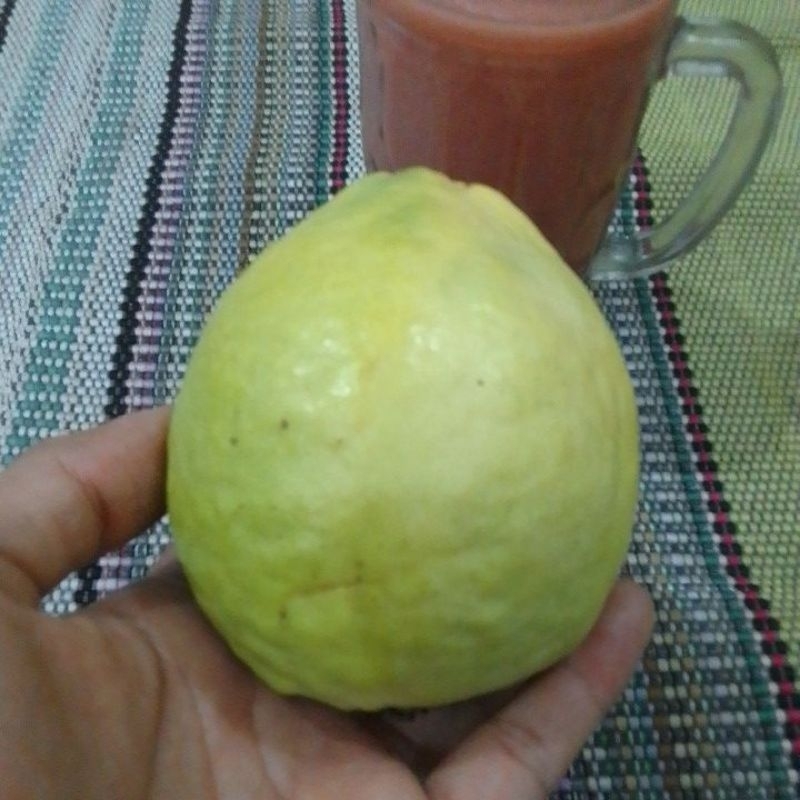 

Jambu Biji Merah Manis Murah