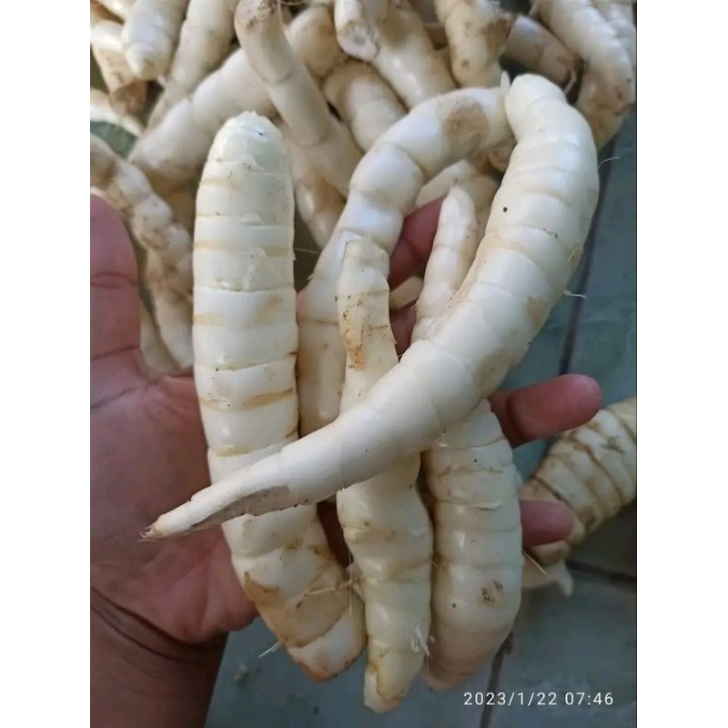 

TERIGU UMBI GARUT SEGAR 1KG