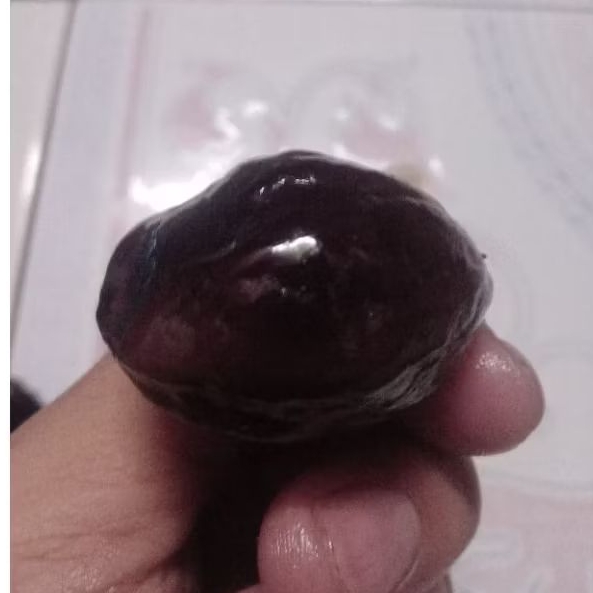 muncang adu pedang ccuk ori batok tebal