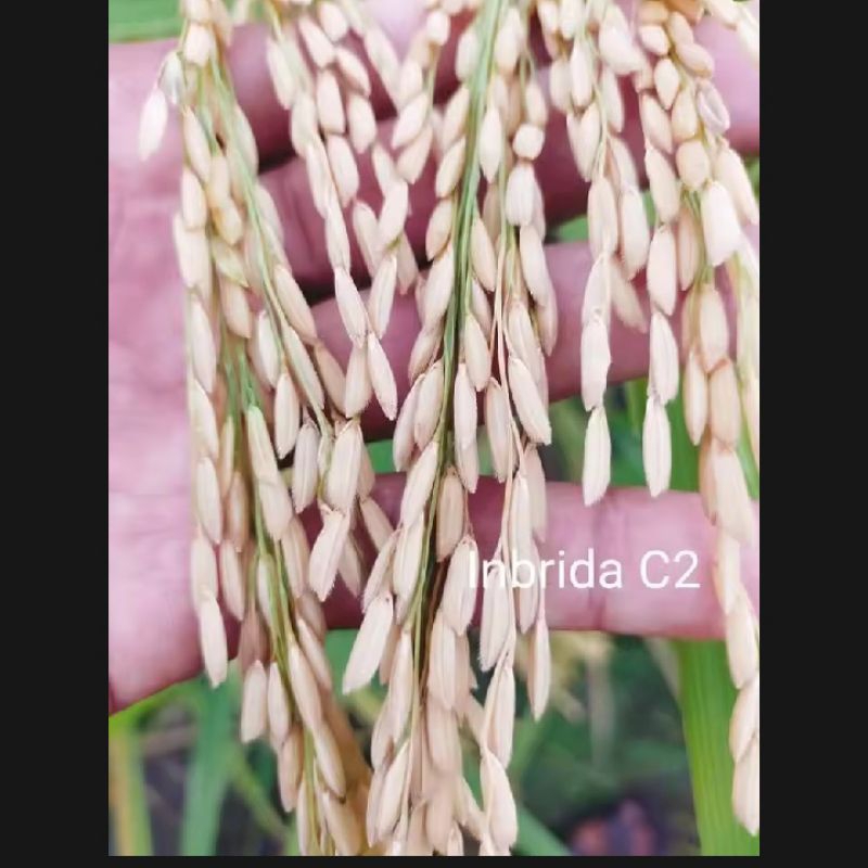 Benih padi Inbrida c2 5kg