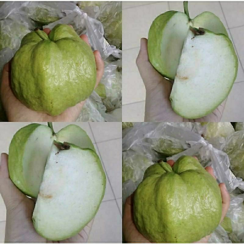 

jambu kristal manis tanpa biji super fresh 1 kg