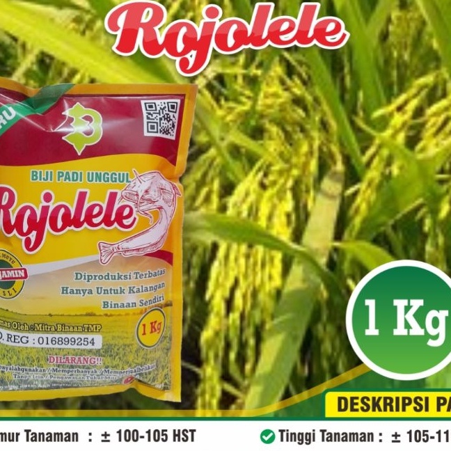 KI3 Padi Rojolele  Biji Padi Rojolele  Biji Padi Rojolele