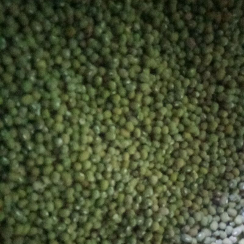 

Kacang hijau terbaik