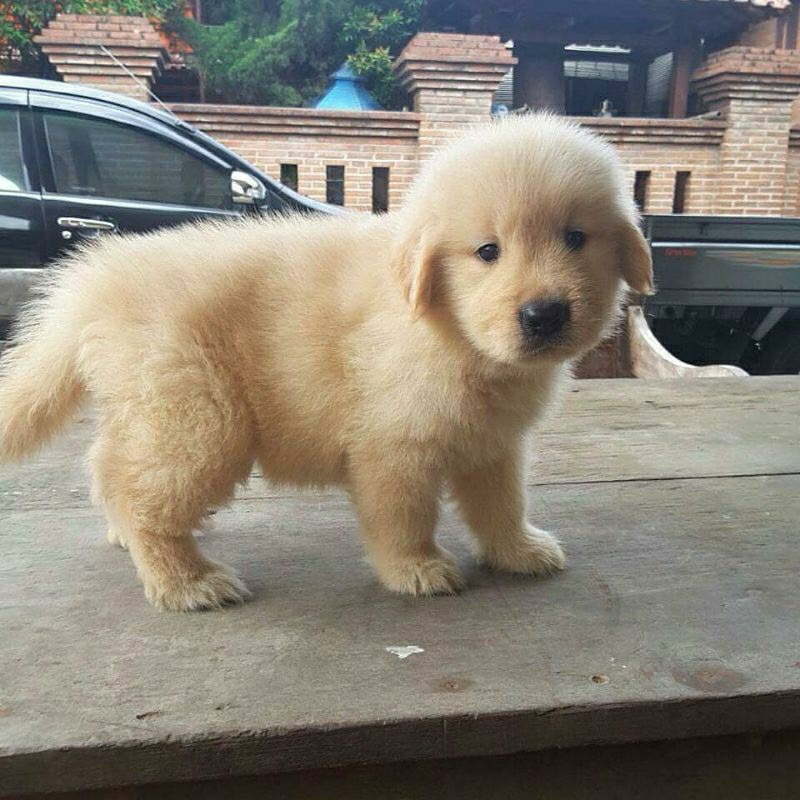 Anjing Golden Retriever