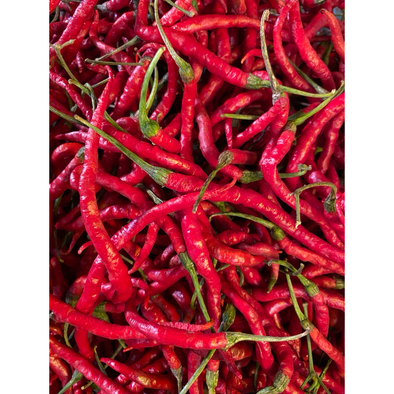 

cabai keriting / lombok keriting / pluntir fresh pilihan Kemasan 100gr