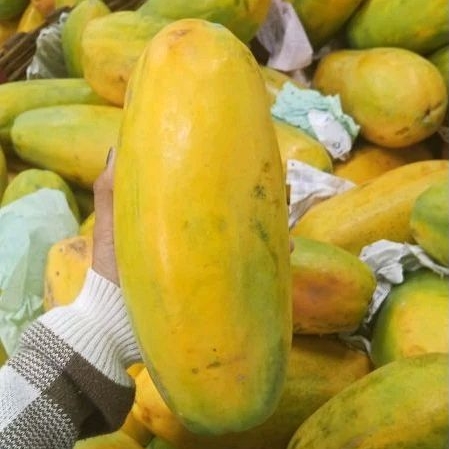 

pepaya California kalifornia per kg 1kg 1000 gram