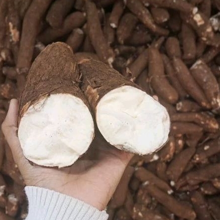 

Singkong ketela pohon telo 500 gram