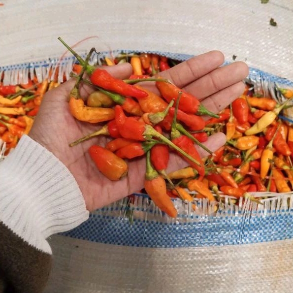

cabe cabai rawit merah pedas 500 gram