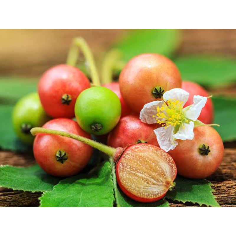 

BUAH KERSEN UNTUK REMATIK