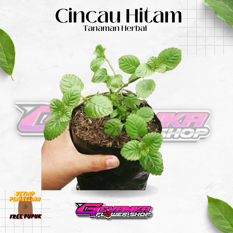 Daun CINCAU HITAM - Bibit Tanaman Cincau Hitam - Daun Mesona Palustris - Janggalan