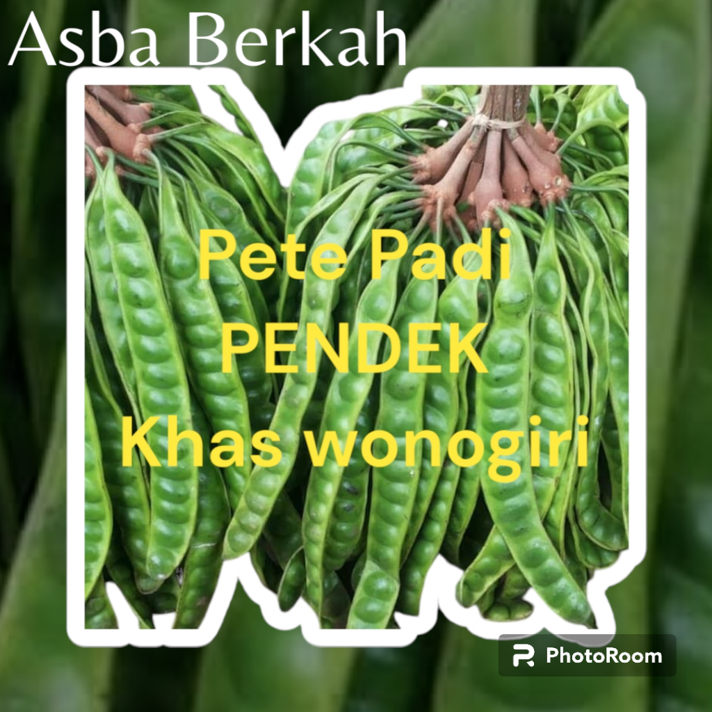 

Pete/Petai PADI PENDEK Khas Wonogiri Termurah Kualitas Terjamin Banyak bonusnya