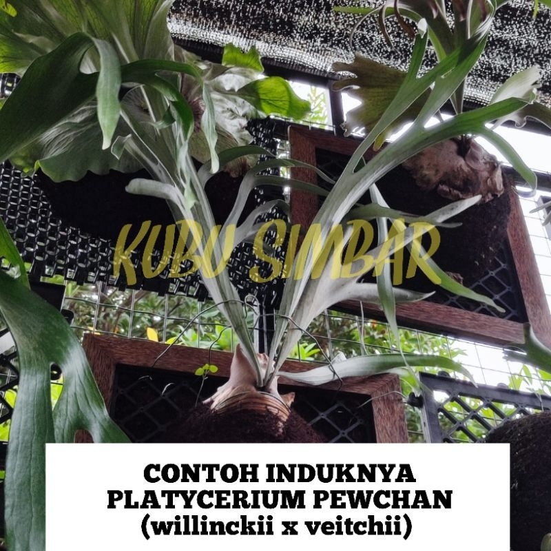 PLATYCERIUM PEWCHAN (WILLINCKII X VEITCHII)