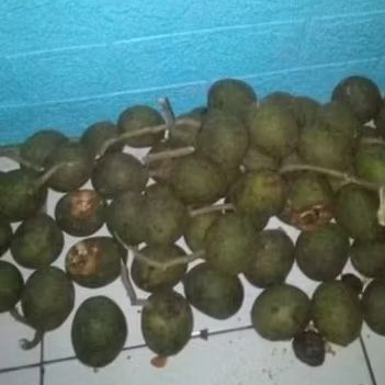 muncang adu pedang panjangan