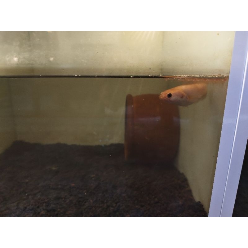 chana golden xianti / limbata golden