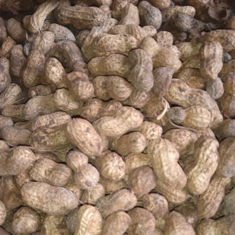 

kacang kering 1 kg