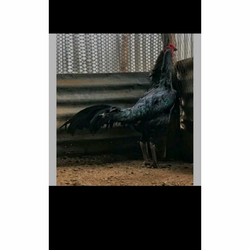 pakhoy kumbang (Brakot) full HITAM telur fertil (TERLARIS)f