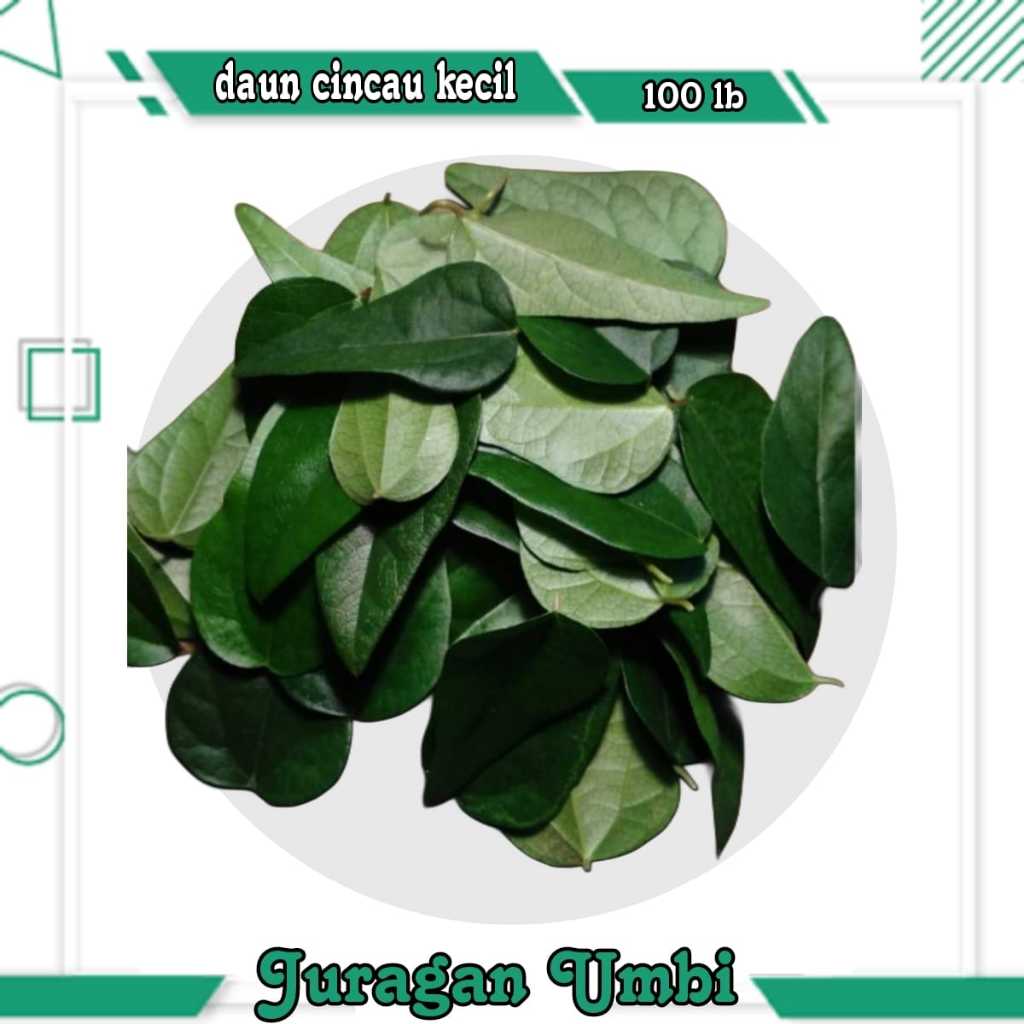 

Daun cincau Kecil / Daun kipanas 100 Lbr