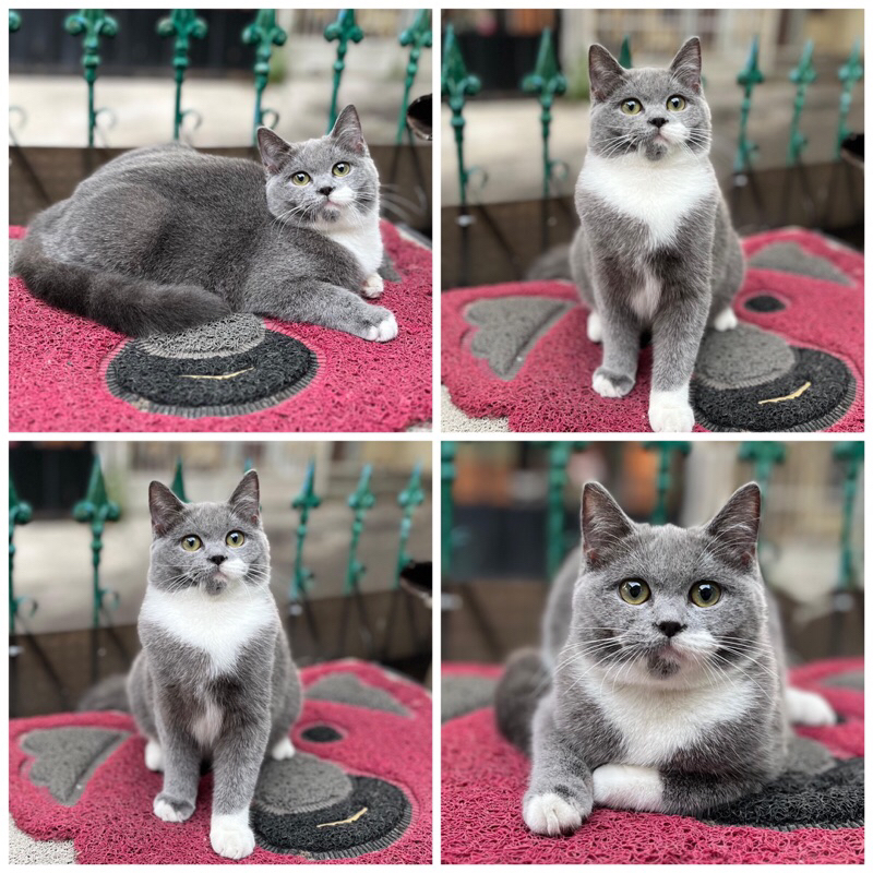 kucing british shorthair (BSH)