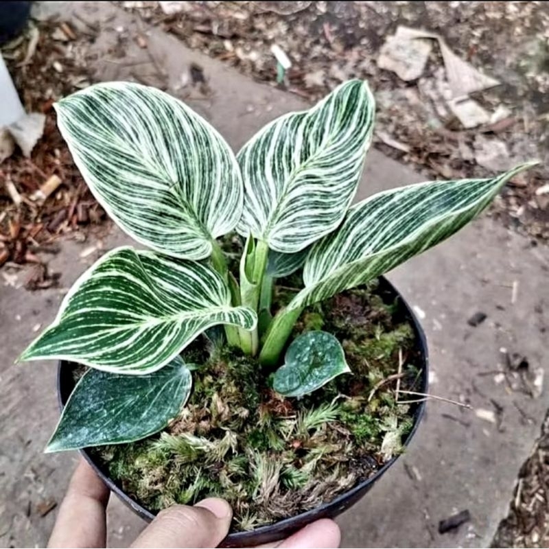 Tanaman Hias philo birkin remaja 4-6 daun /Tanaman Hias pilo birkin/Tanaman philodendron birkin muta