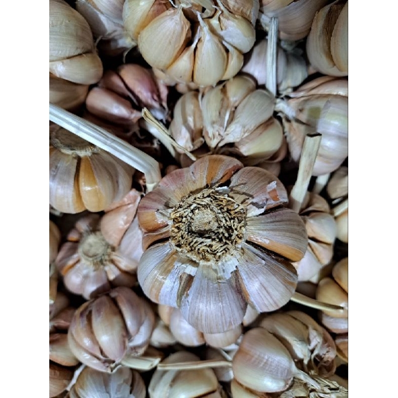 

BAWANG PUTIH SINCO MURAH 1 KG