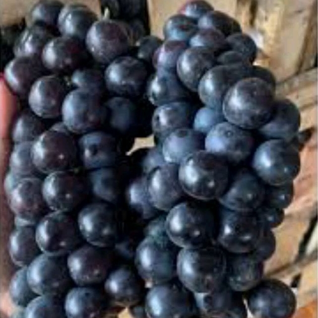 

Anggur Bali 500 gram