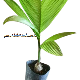 10 Bibit Pohon Pinang Thailand Pendek Terlaris