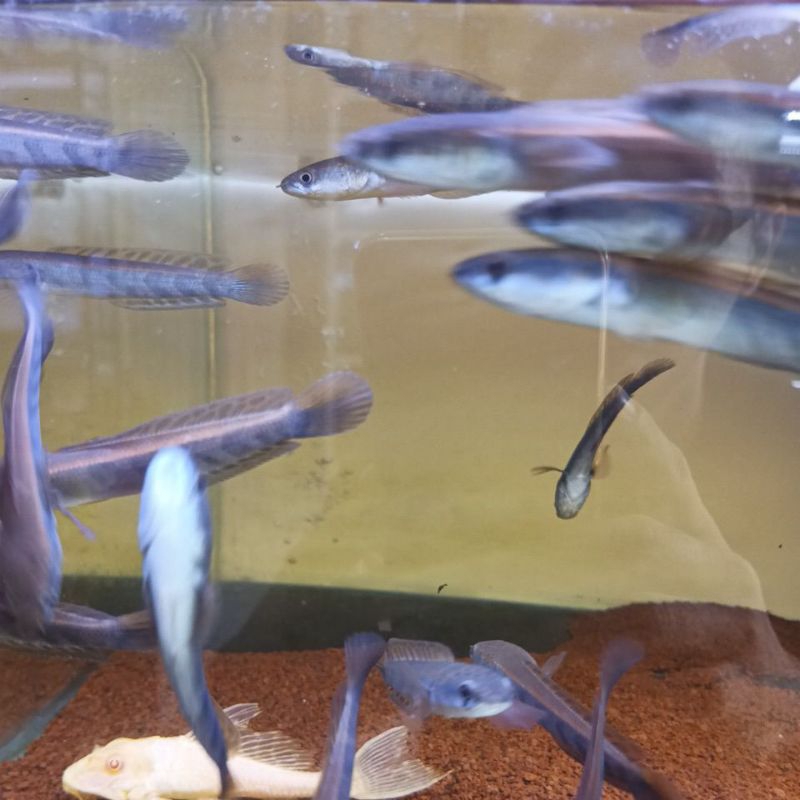 Maru Red Barito 8-10cm up Siap Progres Gabus Hias Snakehead Full Pelet Channa