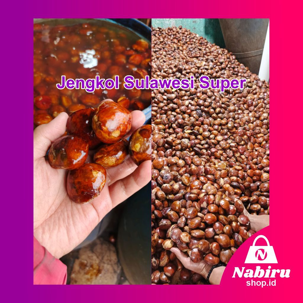

Jengkol tua Sulawesi Super Besar