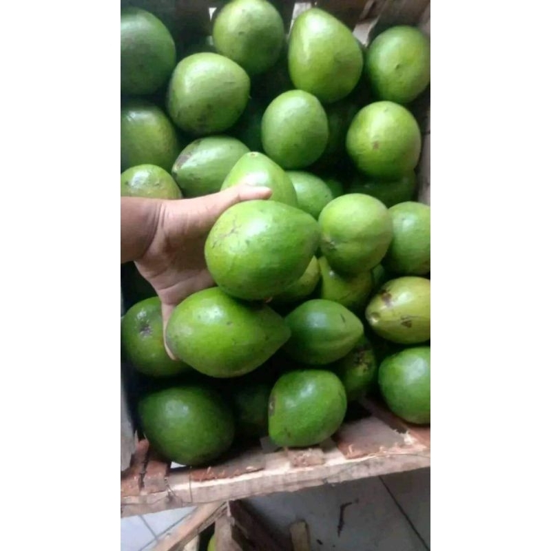 

Alpukat mentega 1kg isi 4-5