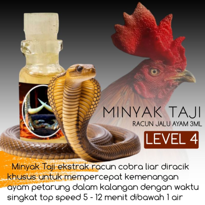 pukul perusak ayam Bangkok aduan phanat plucker Khoyngon racun Jalu level 4