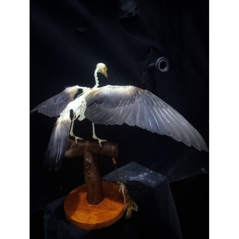 Black Taxidermy Awetan Burung #516
