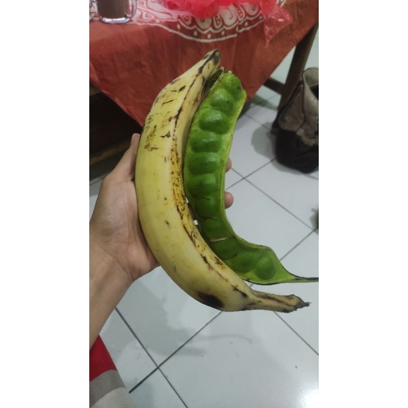 

pisang tanduk